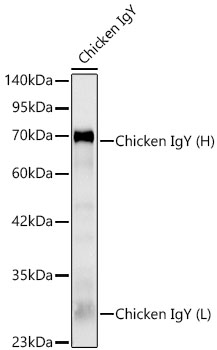 Антитела Anti-Chicken IgY (IgG) (H+L) кроличьи, конъюгированные с HPR, вестерн блоттинг