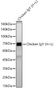 Антитела Anti-Chicken IgY (H+L) кроличьи, поликлональные, не коньюгированные, вестерн-блоттинг