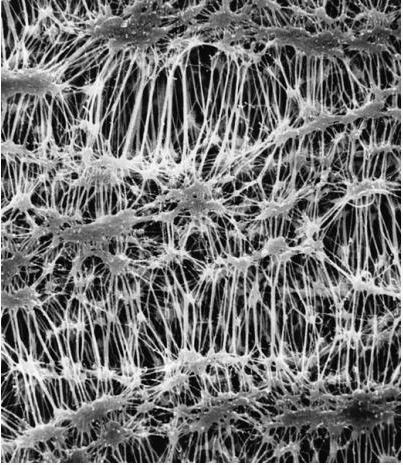 Мембрана, d пор 0,45 мкм, d мембраны 47 мм, политетрафторэтилен (PTFE), гидрофильная, не стерильная, 100 шт