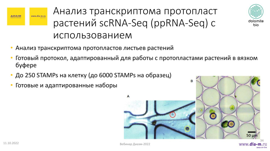 Анализ транскриптома протопласт растений scRNA-Seq (ppRNA-Seq) с использованием