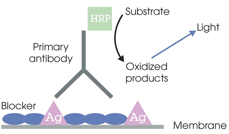 blotting-dializ-probopodgotovka-vebinary-dia-m-ru-1.jpg