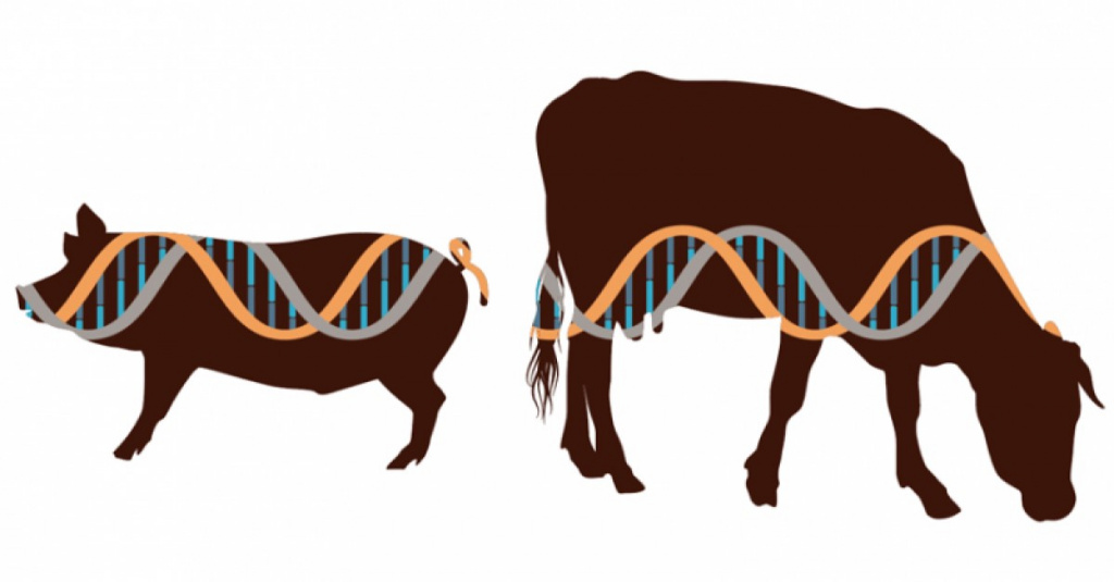 Генетический анализ в сельском хозяйстве