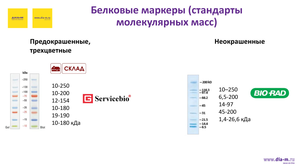 белковые маркеры 