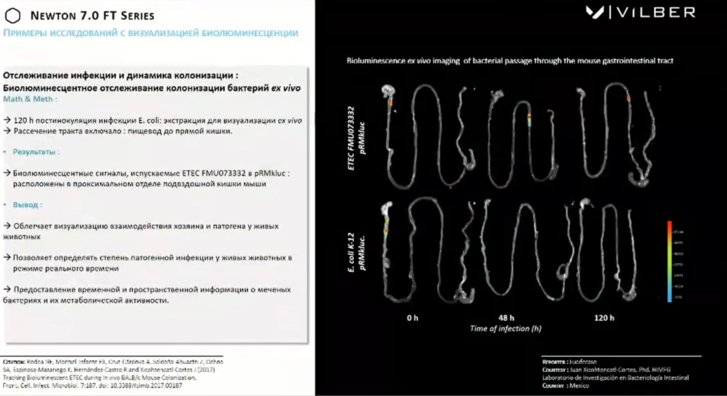 Пример исследования с визуализацией биолюминесценции