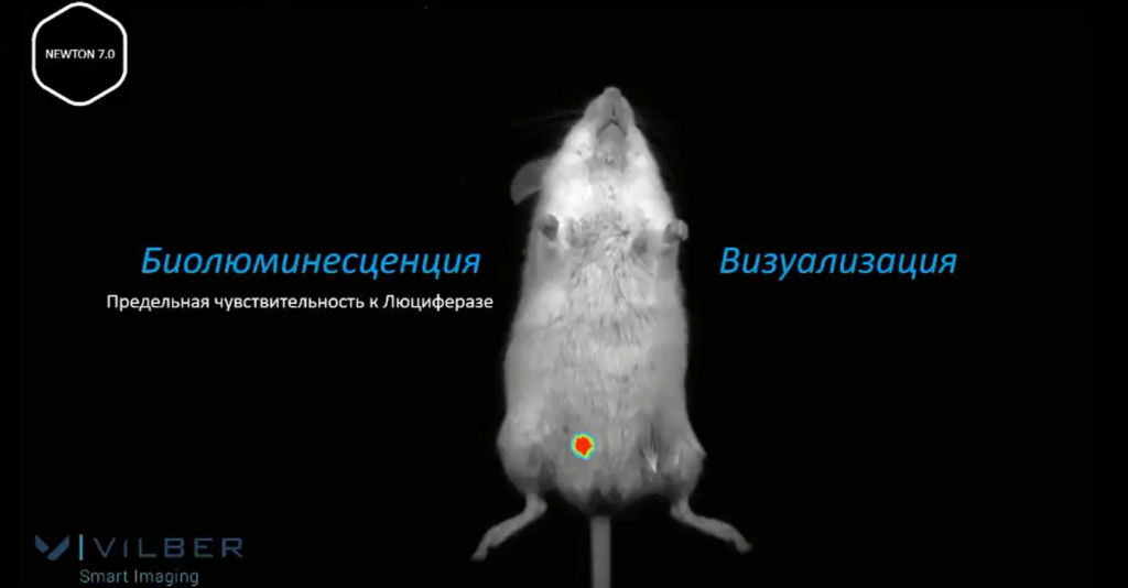 Биолюминесценция