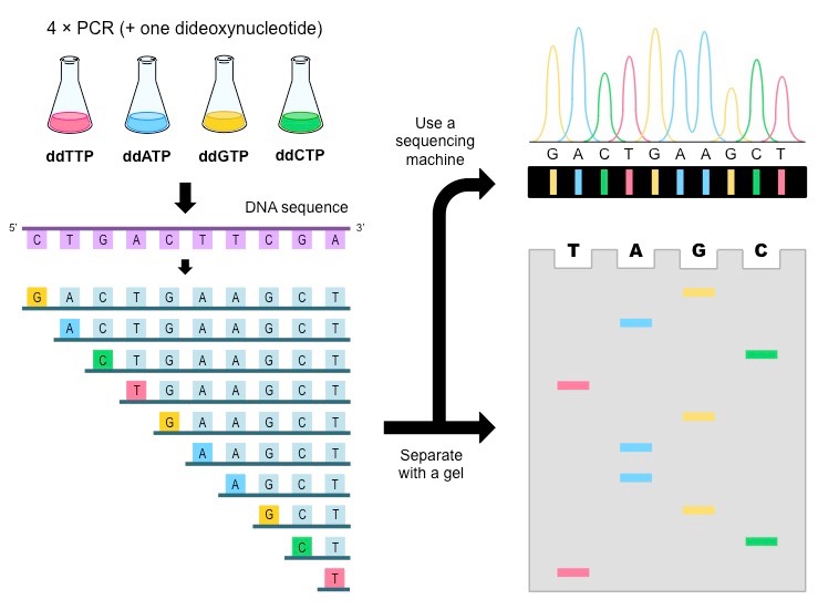 DNA-Sequencing-Seng.jpeg