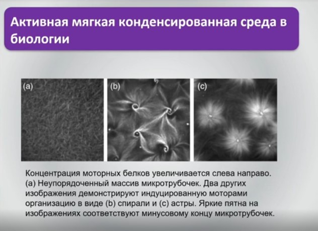 Активная мягкая конденсированная среда в биологии