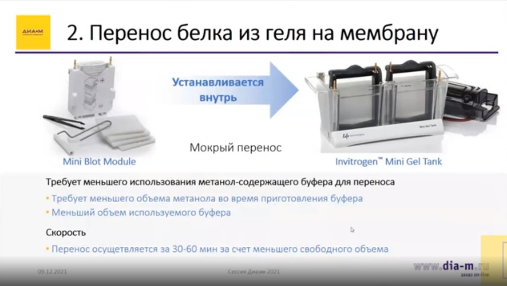 Перенос белка из геля на мембрану