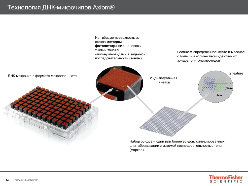 Технология ДНК-микрочипов Axiom