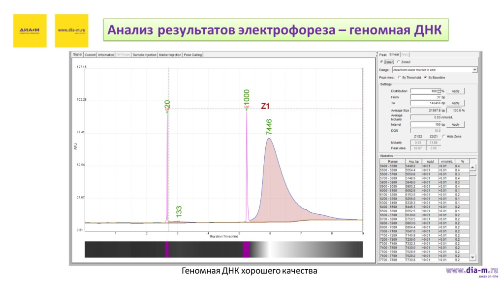 Анализ результатов электрофореза - геномная ДНК