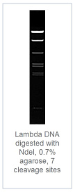 0.7 % агарозный гель-электрофорез с результатами гидролиза ДНК фага лямбды эндонуклеазой рестрикции NdeI (7 сайтов рестрикции)