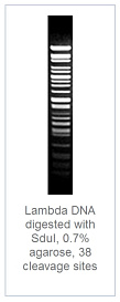 0.7 % агарозный гель-электрофорез с результатами гидролиза ДНК фага лямбды эндонуклеазой рестрикции SduI (38 сайтов рестрикции)