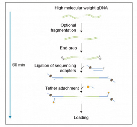 Набор для секвенирования ДНК с лигированием, Ligation Sequencing Kit