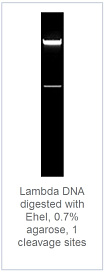 0.7 % агарозный гель-электрофорез с результатами гидролиза ДНК фага лямбда эндонуклеазой рестрикции EheI (1 сайт рестрикции)