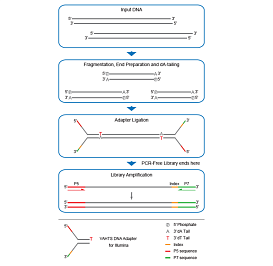 Принципиальная схема работы набора VAHTS Universal DNA Library Prep Kit for Illumina