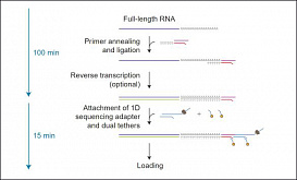 Набор для прямого секвенирования РНК, Direct RNA Sequencing Kit