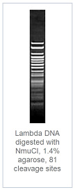 1.4 % агарозный гель-электрофорез с результатами гидролиза ДНК фага лямбды эндонуклеазой рестрикции NmuCI (81 сайт рестрикции)