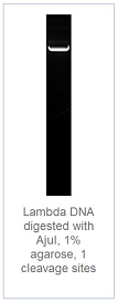 1.0% агарозный гель-электрофорез с результатами гидролиза ДНК фага лямбды эндонуклеазой рестрикции AjuI (1 сайт рестрикции)