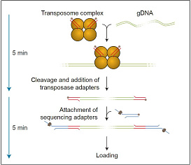 Набор для секвенирования ДНК в полевых условиях, Field Sequencing Kit