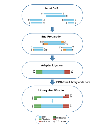 Набор для подготовки NGS библиотек VAHTS Universal DNA Library Prep Kit for Ion Torrent V2 Фото 2
