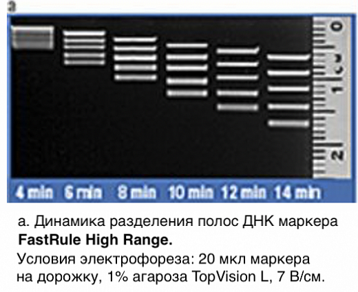 Маркер длин ДНК, FastRuler High Range, 5 фрагментов от 500 до 10000 п.н., готовый к применению Фото 2
