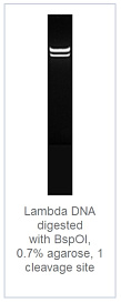 0.7 % агарозный гель-электрофорез с результатами гидролиза ДНК фага лямбды эндонуклеазой рестрикции BspOI (1 сайт рестрикции)