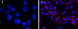 ДАПИ / DAPI dihydrochloride, формула, Merck
