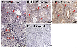 Фактор роста фибробластов 9, рекомбинантный белок, Merck (Millipore, Sigma-Aldrich, Supelco)