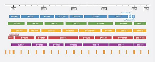 Панель локусов набора SureID Y40 Human Y-STR Kit