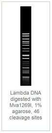 1.0 % агарозный гель-электрофорез с результатами гидролиза ДНК фага лямбды эндонуклеазой рестрикции Mva1269I (46 сайтов рестрикции)