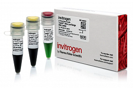 Маркер длин ДНК TrackIt Ultra Low Range, 9 фрагментов от 10 до 300 п.н; готовый к применению; 0,5 мкг/мкл