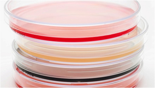 Чашка Петри 90 мм с триптон-соевым агаром (TSA), (γ - облученные), TM Media