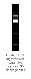1.0 % агарозный гель-электрофорез с результатами гидролиза ДНК фага лямбда эндонуклеазой рестрикции GsuI (1 сайт рестрикции)