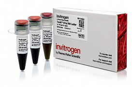 Маркер длин ДНК TrackIt 50 bp DNA Ladder, 17 фрагментов от 50 до 2500 п.н.; готовый к применению; 0,1 мкг/мкл