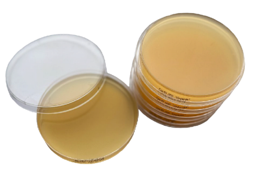 Контактные чашки Петри 90 мм с агаром Сабуро с лецитином, гистидином и тиосульфатом натрия, Tween 80, Россия