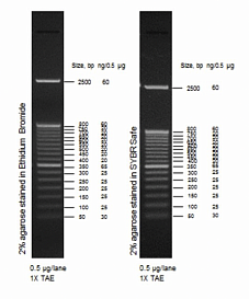 Маркер длин ДНК, 50 bp, 17 фрагментов от 50 до 2500 п.н., 0,5 мкг/мл