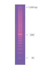 Маркер длин ДНК, EZ Load 20 bp, 50 фрагментов от 20 до 1000 п.н., готовый к применению, 0,1 мкг/мкл
