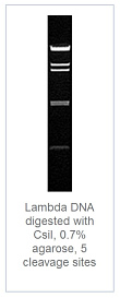 0.7 % агарозный гель-электрофорез с результатами гидролиза ДНК фага лямбда эндонуклеазой рестрикции CsiI (5 сайтов рестрикции)