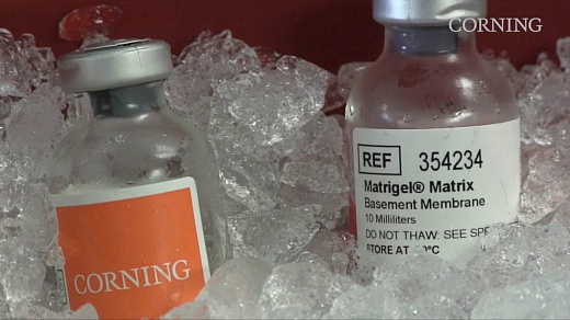 Матрикс экстрацеллюлярный Matrigel, с феноловым красным
