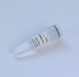 Рекомбинантная протеиназа К, 20 мг/мл