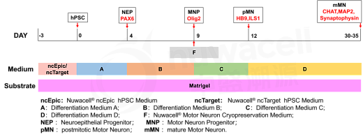 Схема дифференцировки моторных нейронов, полученных из hPSC, с использованием набора для дифференцировки моторных нейронов hPSC
