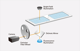 Счетчик и анализатор жизнеспособности стволовых клеток и клеток SVF, 1-90 мкм, LUNA-STEM