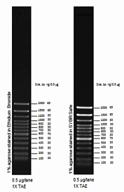 Маркер длин ДНК TrackIt 100 bp, 13 фрагментов от 100 до 2000 п.н.; готовый к применению; 0,1 мкг/мкл