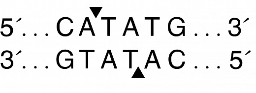  Эндонуклеаза рестрикции NdeI, 20 000 ед/мл, New England Biolabs