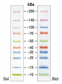 Маркеры белковые молекулярного веса, предокрашенные, Spectra, 10-260 кДа, 10 полос
