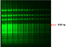 Окрашивание гелем Hi-SYBr Safe Gel Stain от HiMedia