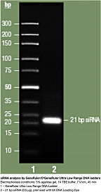 Маркер длин ДНК GeneRuler Ultra Low Range, 11 фрагментов от 10 до 300 п.н., готовый к применению, 0,1 мкг/мкл