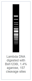 1.4 % агарозный гель-электрофорез с результатами гидролиза ДНК фага лямбды эндонуклеазой рестрикции Bsh1236I (157 сайтов рестрикции)