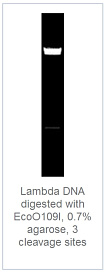 0.7 % агарозный гель-электрофорез с результатами гидролиза ДНК фага лямбда эндонуклеазой рестрикции EcoO109I (3 сайта рестрикции)