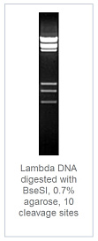 0.7 % агарозный гель-электрофорез с результатами гидролиза ДНК фага лямбды эндонуклеазой рестрикции BseSI (10 сайтов рестрикции)